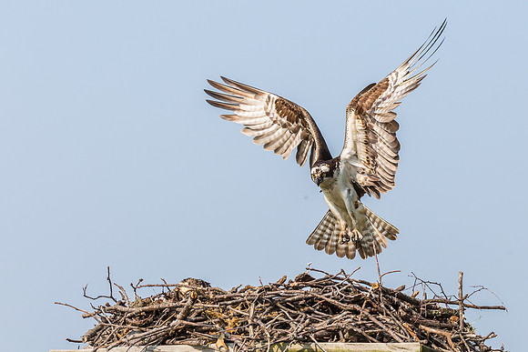 Deep Creek Ospreys-9021
