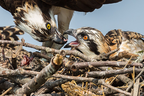 Deep Creek Ospreys-8703