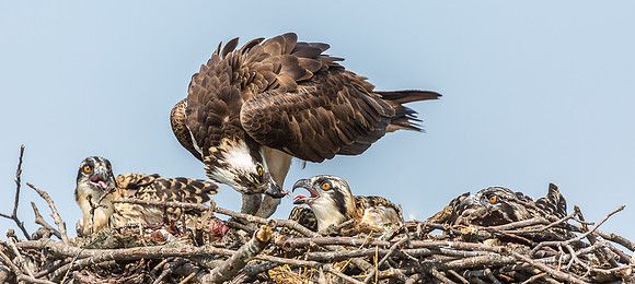 Deep Creek Ospreys-8688