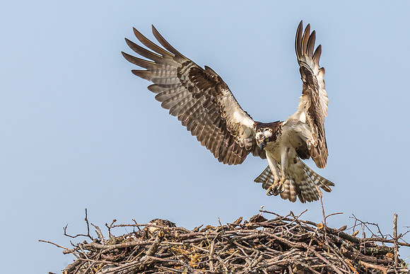 Deep Creek Ospreys-9022