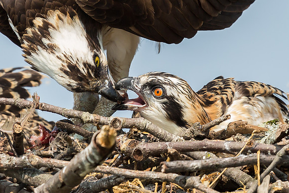 Deep Creek Ospreys-8699