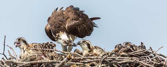 Deep Creek Ospreys-8734