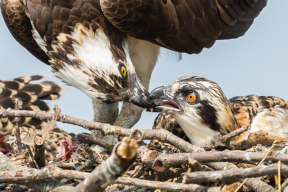 Deep Creek Ospreys-8709