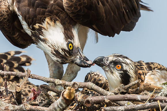 Deep Creek Ospreys-8716