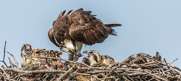 Deep Creek Ospreys-8689