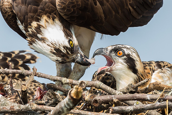 Deep Creek Ospreys-8708