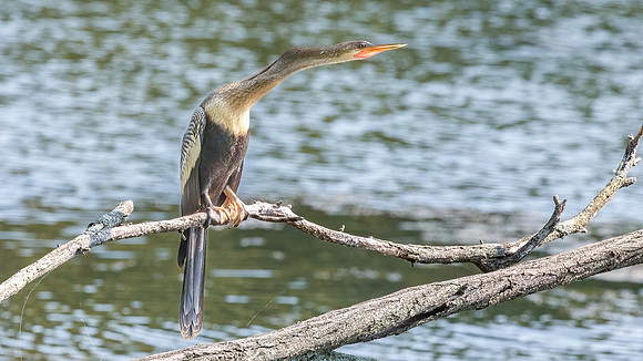 Wilde Lake Anhingas-21