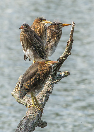 Green Heron Siblings-12