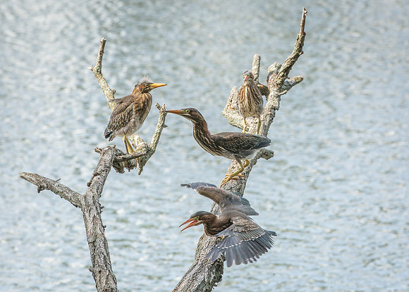 Green Heron Siblings-21