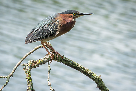 Green Heron (Parent)