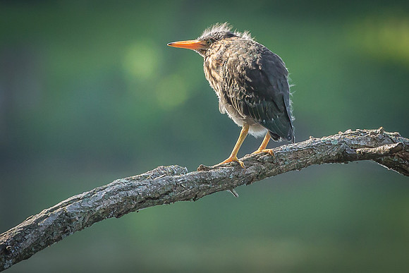 Green Heron Siblings-4