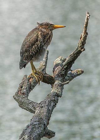 Green Heron Siblings-11