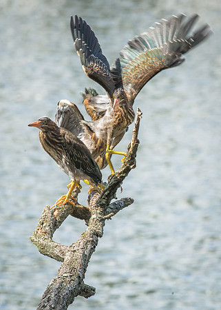 Green Heron Siblings-14