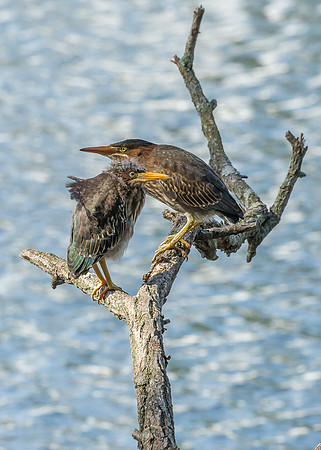 Green Heron Siblings-7