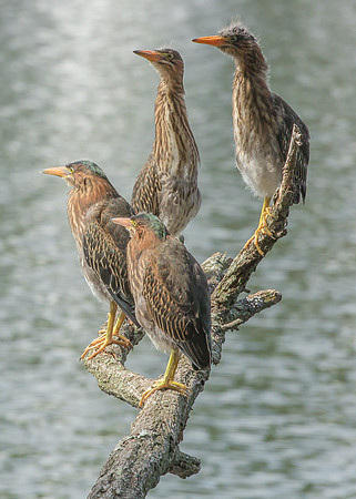 Green Heron Siblings-18