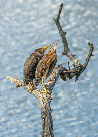 Green Heron Siblings-6