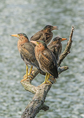 Green Heron Siblings-15