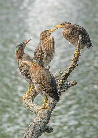Green Heron Siblings-17