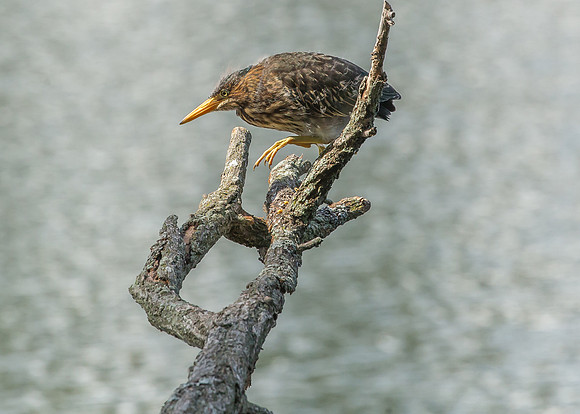 Green Heron Siblings-10