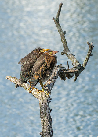 Green Heron Siblings-5