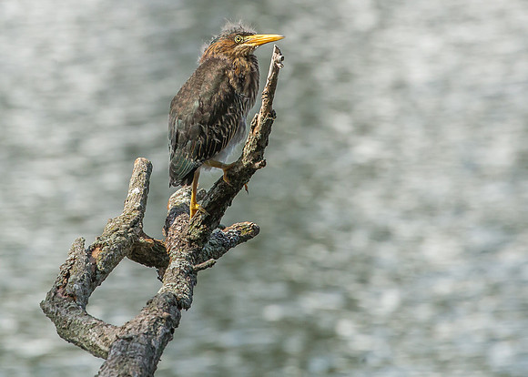 Green Heron Siblings-9