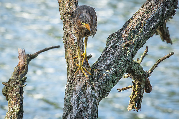 Green Heron Siblings-8