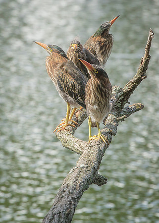 Green Heron Siblings-16