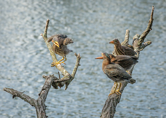 Green Heron Siblings-20