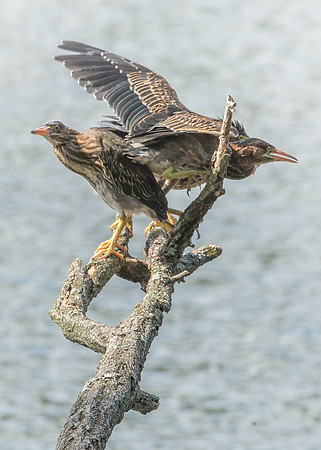 Green Heron Siblings-13
