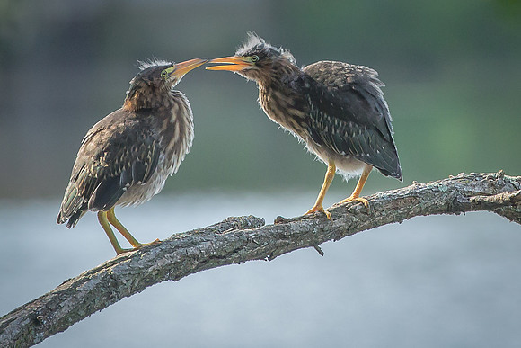 Green Heron Siblings-1