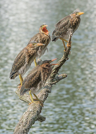 Green Heron Siblings-19
