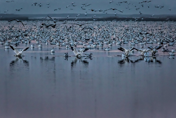 "Broadkill Beach", "Snow Geese", geese, "lift off"