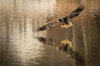 Columbia, "Wilde Lake", "bald eagle", eagle, "lake,", raptor