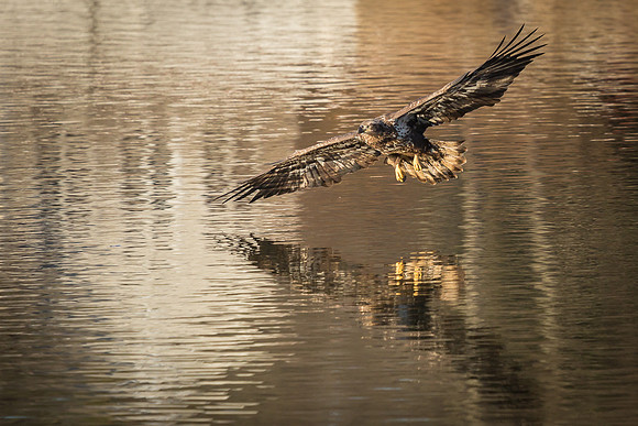 Columbia, "Wilde Lake", "bald eagle", eagle, "lake,", raptor