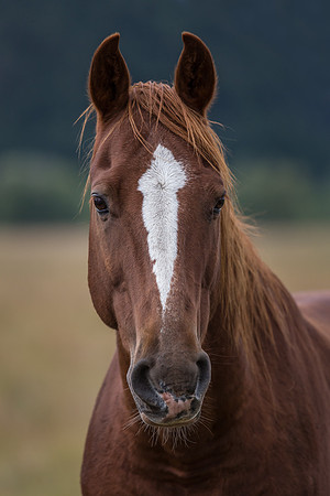 20140831 [C] VACATION 2014 - Grand Teton NP 083-Edit