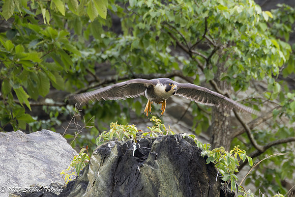 Point of Rocks Peregrine Falcons-23