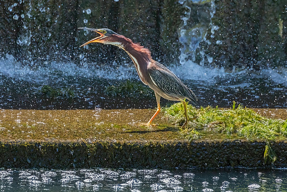 Green Heron Antics-3
