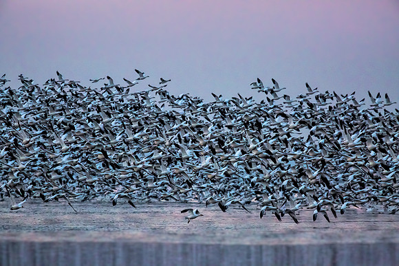 "Snow Geese", "Broadkill Beach", geese, "lift off"