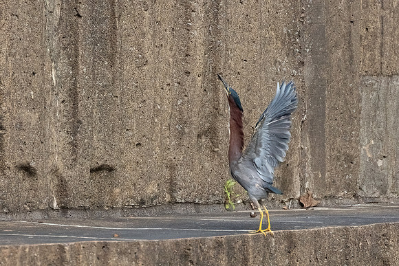 Green Heron & Chicks 01August2022-3