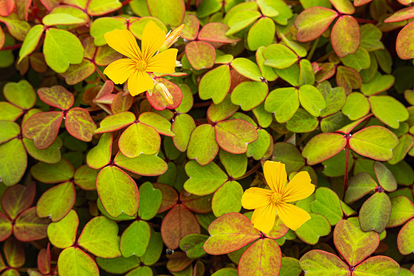 Color Form Texture - 20April2024-9