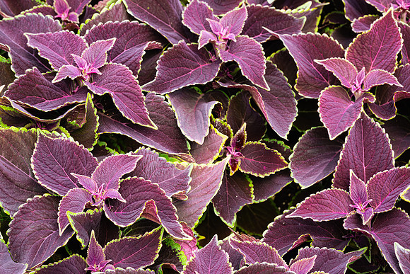 Color Form Texture - 20April2024-13