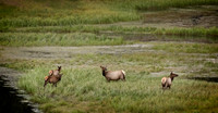 Teton Wildlife