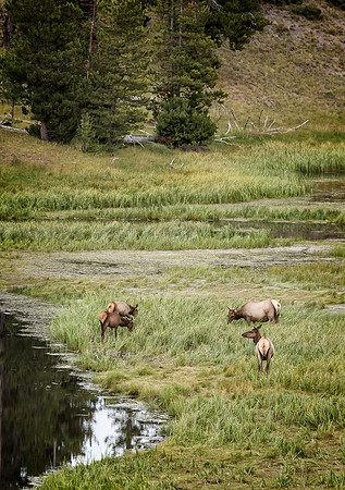 "Grand Teton", Teton, animals, elk, herd, wildlife