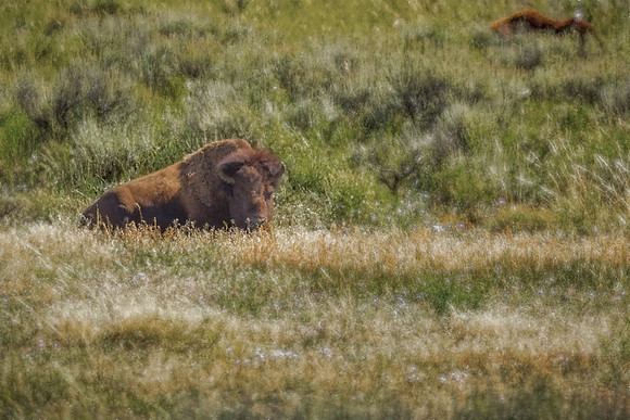 20140904 [C] VACATION 2014 - Grand Teton NP 111-Edit v2