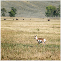 "Grand Teton", Teton, animals, bison, proghorn, wildlife