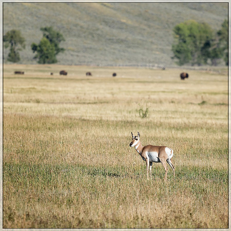 "Grand Teton", Teton, animals, bison, proghorn, wildlife