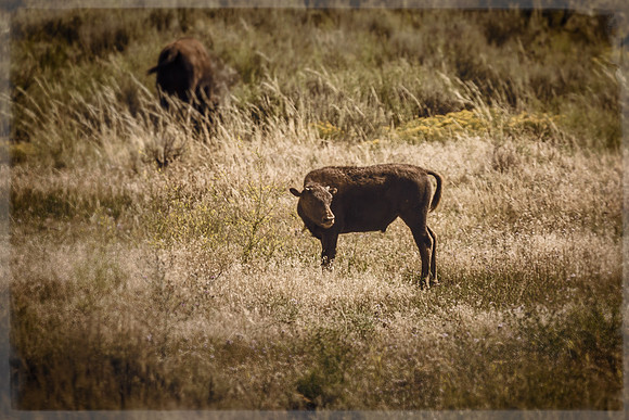 20140904 [C] VACATION 2014 - Grand Teton NP 106-Edit-Edit