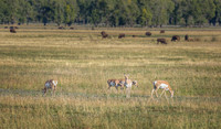 "Grand Teton", Teton, animals, bison, proghorn, wildlife