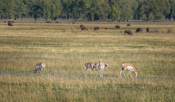 "Grand Teton", Teton, animals, bison, proghorn, wildlife
