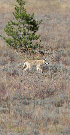 "Grand Teton", Teton, animals, coyote, wildlife